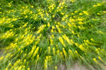 yellow flower in nature in motion