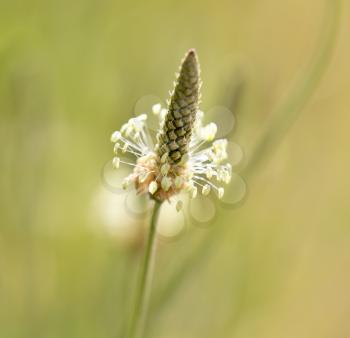 flower on grass in nature. macro