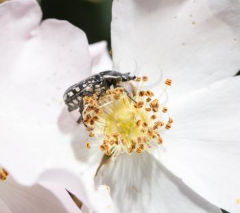 a beetle on a white flower in nature. macro