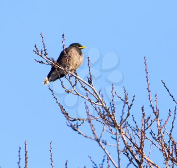 Starling on a tree against the blue sky