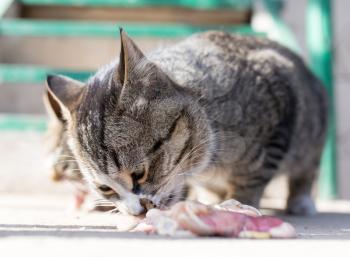cat eats meat on nature