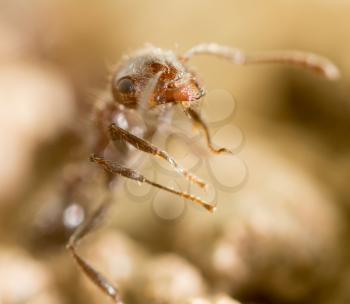 little ant in nature. super macro