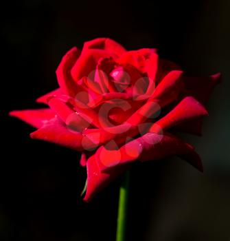 beautiful red rose on a black background