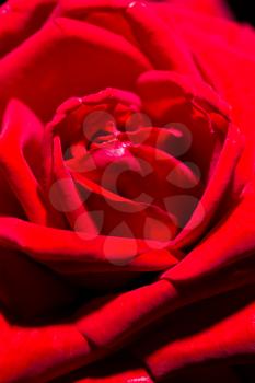 beautiful red rose as a background. macro