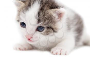 little kitten on white background