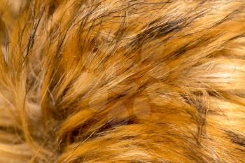 Fur animal as a background. texture