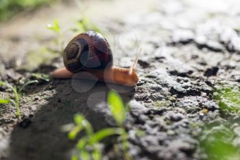 snail on the ground in nature