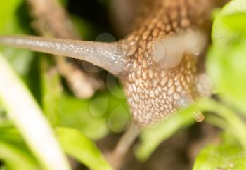 detail of a snail in nature. super macro