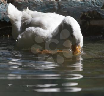 white duck in water