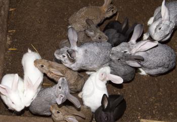 growing rabbits on the farm