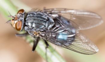 fly in nature. super macro