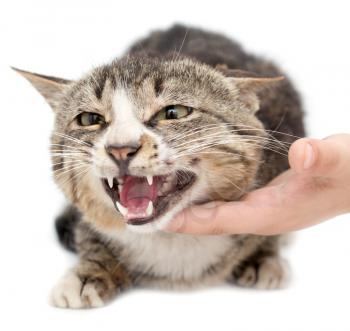 hand stroking a cat on a white background