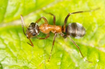 ant on a green leaf. macro