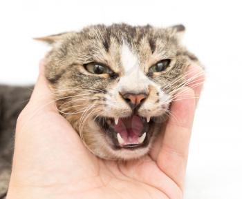 hand stroking a cat on a white background