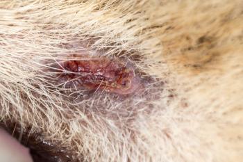 cat as background wound. macro