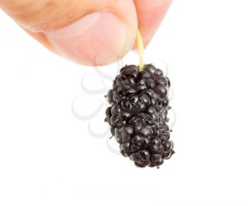 mulberry berries in a hand on a white background