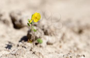 young yellow flower on dry ground