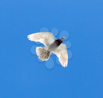 One pigeon in flight against a blue sky