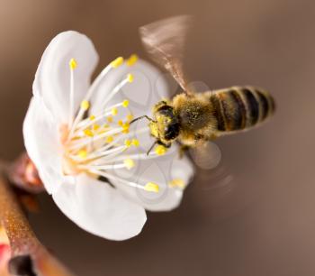 bee in flight in nature
