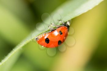 ladybird on green grass. macro