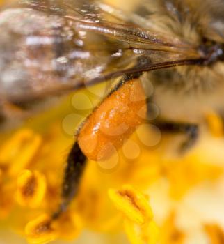 pollen honey bee on the paw. super macro