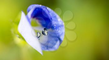 small blue flower in nature. macro