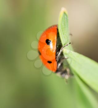 ladybug on grass in nature. macro