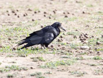 black raven on nature