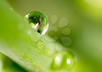 Water drops on the fresh green shoot. Super Macro