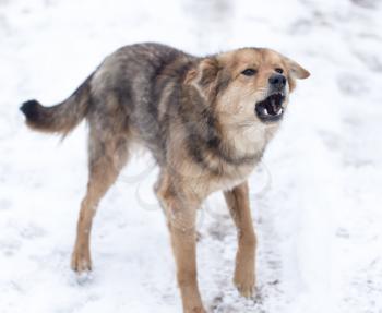 dog barking outdoors in winter