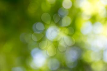 nature green bokeh as a background
