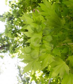green maple leaves on nature