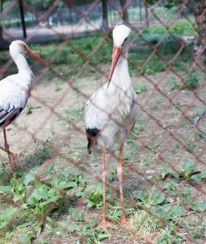 Two stork in zoo in nature