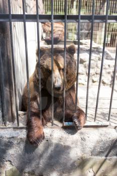 Bear behind a fence in zoo