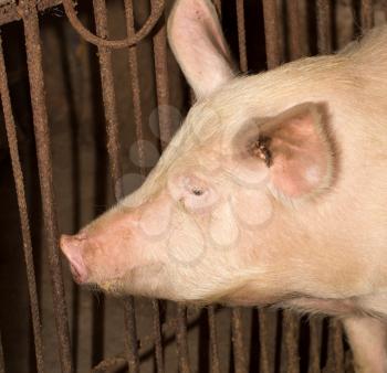 portrait of a pig farm