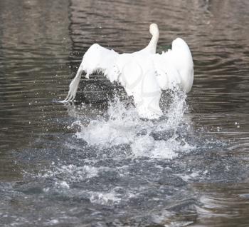 white swan flies in the lake