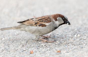 sparrow on the ground in nature
