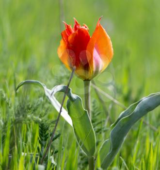 Wild red tulip in nature