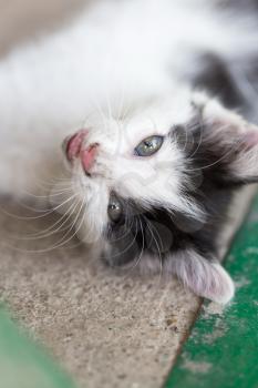 kitten lying on the concrete