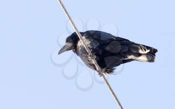 crow on an electric wire in nature