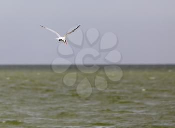 seagull in flight over the lake