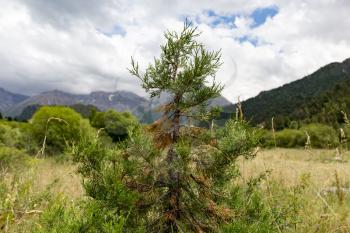 coniferous tree in the mountains in nature