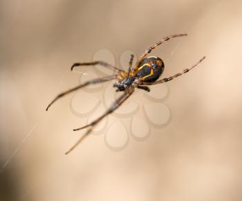 Spider in nature. macro