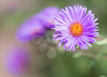 purple flower in nature