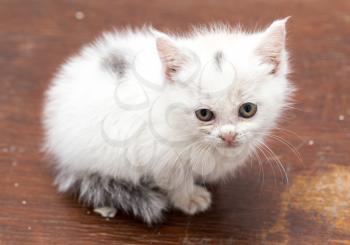 beautiful little white kitten dirty