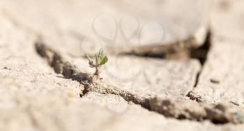 young green sprout in the dry ground