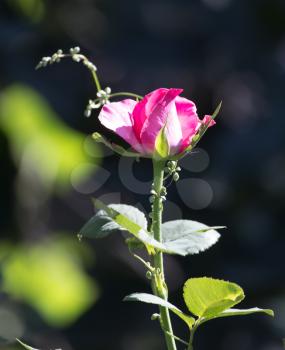 pink rose in a park on the nature