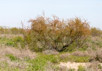 coniferous tree in the desert