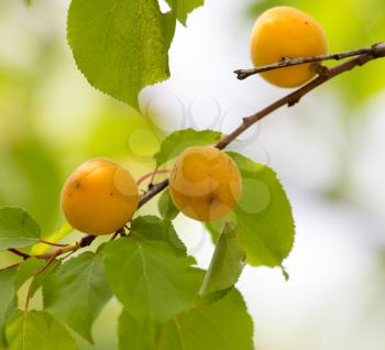 ripe yellow apricot on a tree
