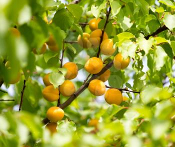ripe yellow apricot on a tree